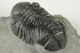 2.1" Detailed Morocops Trilobite Fossil - Morocco - #202992-4